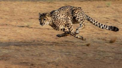 Cheetah running