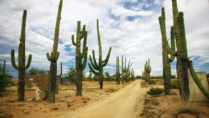 Saguaros in a desert landscape