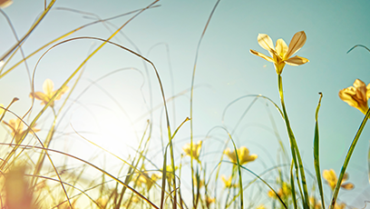 image of daffodils in the sun