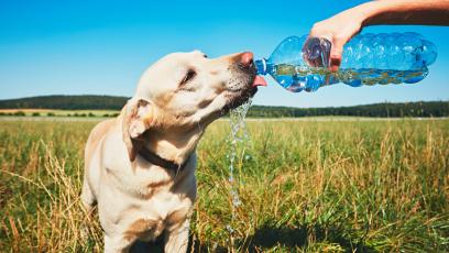 Dog drinking water from a bottle outside