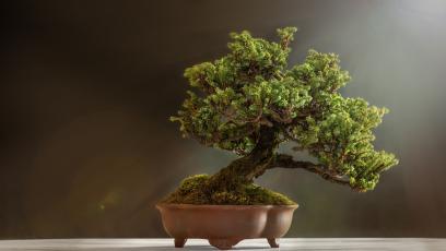 Bonsai tree