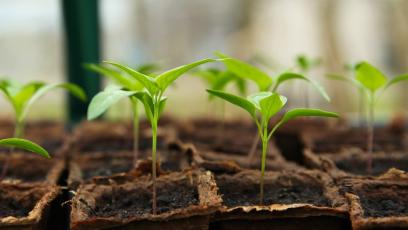 Green seedlings growing out of soil