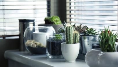 Cacti, succulents, and other indoor houseplants