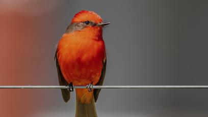 A vermillion flycatcher sitting on a wire