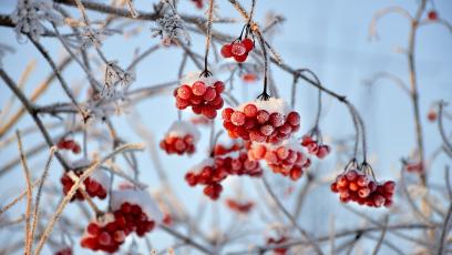 Winter berries dusted with snow