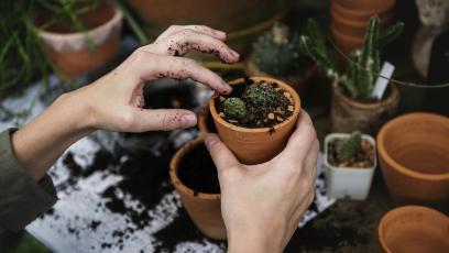A pair of hands gardening with small potted plants