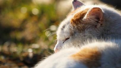 Sleeping cat