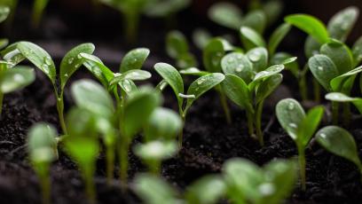 Seedlings sprouting in soil