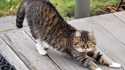 A cat stretching