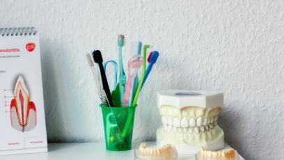 Toothbrushes in a cup with a plaster cast of teeth