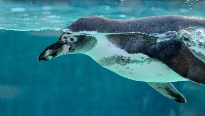 A penguin swimming