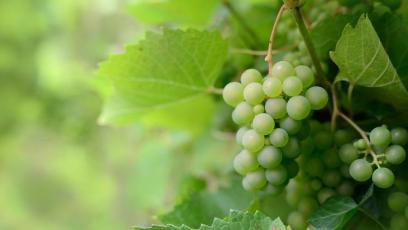 green grapes on the vine