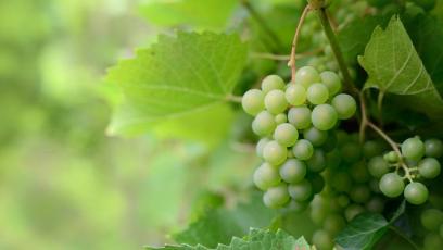 a bunch of green grapes