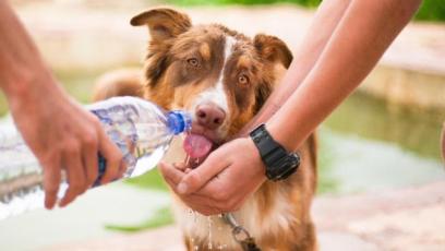 Volunteers giving thirsty dog water
