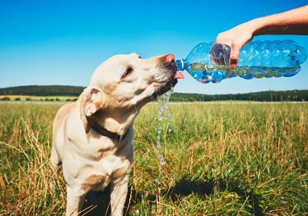 Dog drinking water from a bottle outside