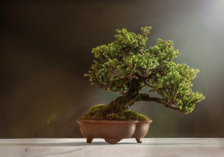 Bonsai tree