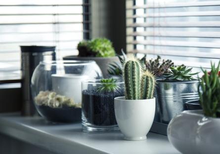 Cacti, succulents, and other indoor houseplants