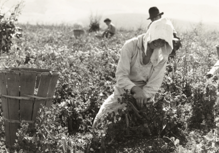 Dorothea Lange B&W photo of a woman working in a field