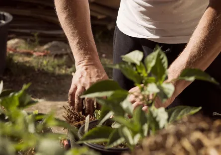 A man gardening
