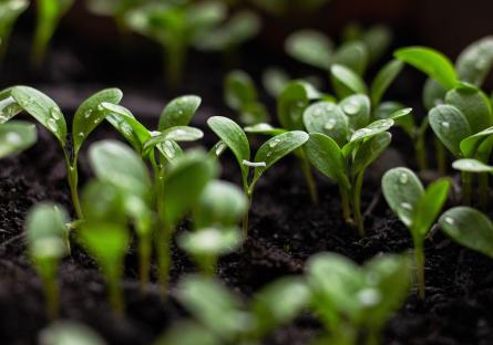 Seedlings sprouting in soil