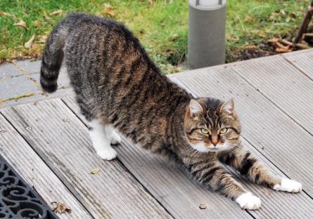 A cat stretching