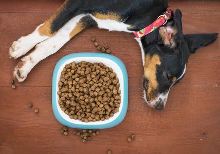 Dog relaxing next to their food bowl