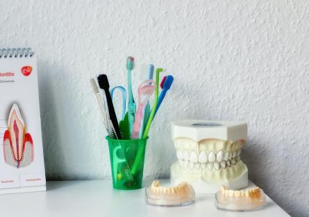 Toothbrushes in a cup with a plaster cast of teeth