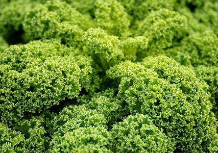 Kale