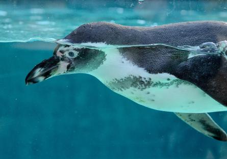 A penguin swimming