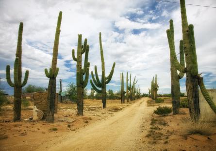 Saguaros in a desert landscape