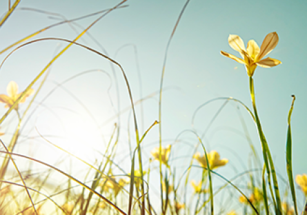 image of daffodils in the sun