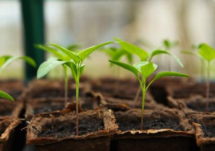 Green seedlings growing out of soil