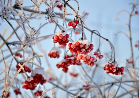Winter berries dusted with snow