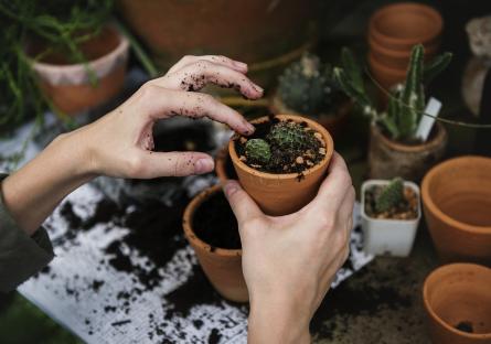 A pair of hands gardening with small potted plants