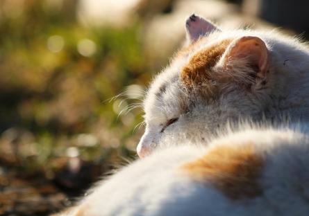 Sleeping cat