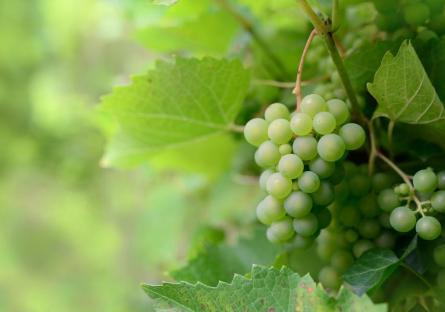 a bunch of green grapes