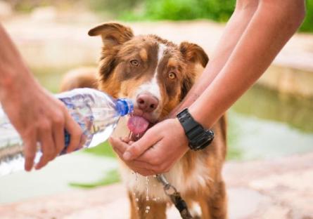 Volunteers giving thirsty dog water
