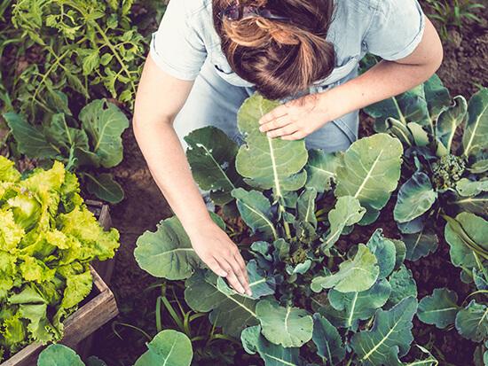 Sustainable Food Systems Program